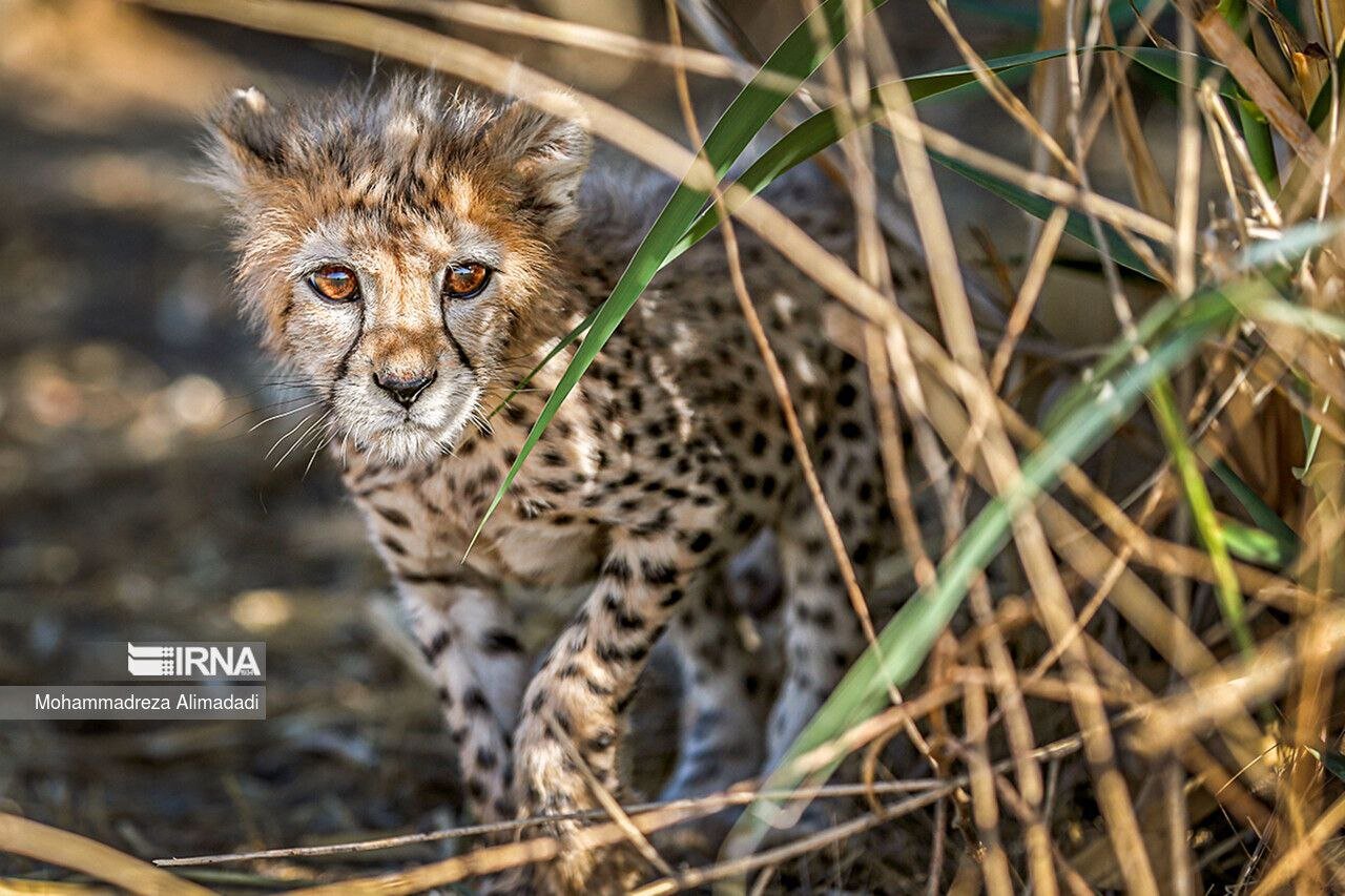 ‘20 Asiatic cheetahs spotted in Iran’s wildlife reserves’