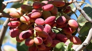 pistachio