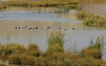 Gandoman wetland a crucial stopover for thousands of migratory birds