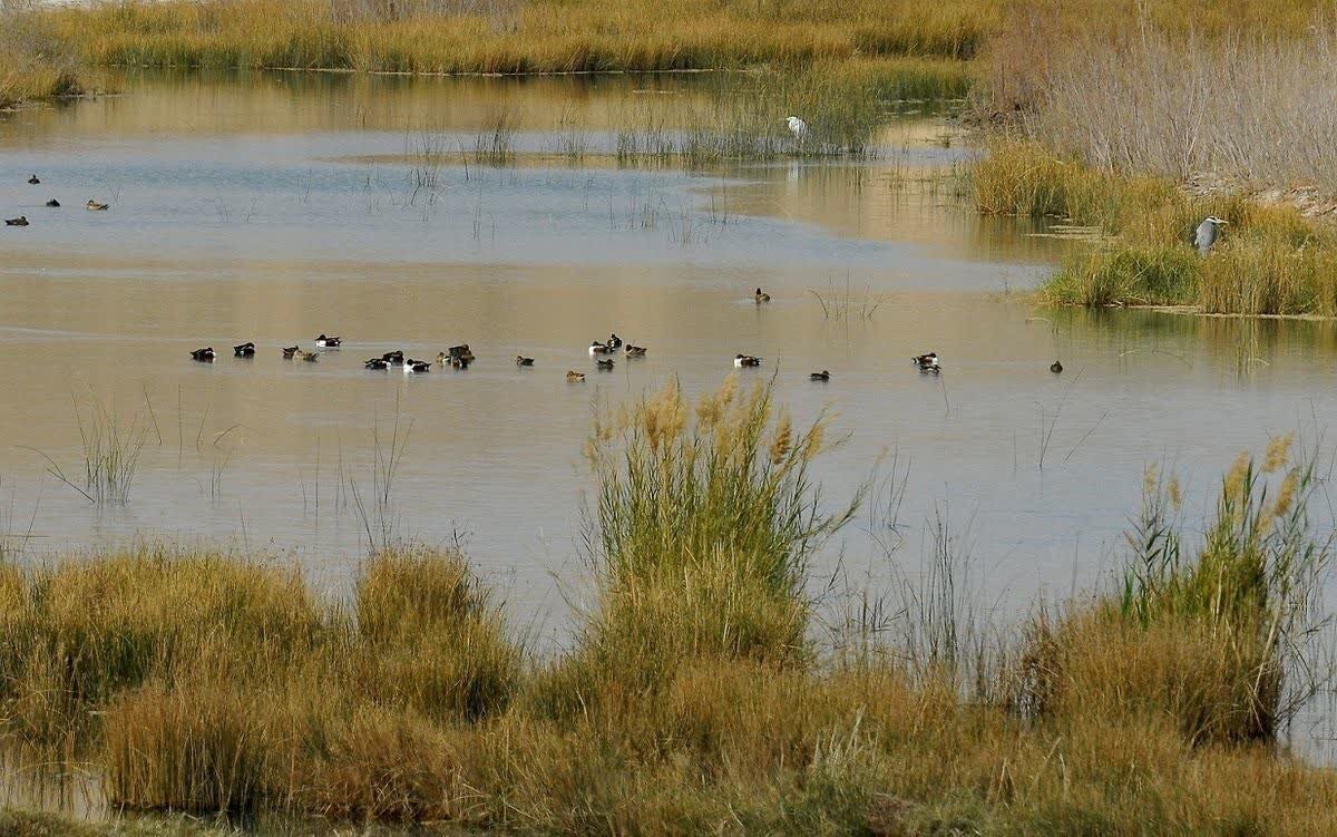 Gandoman wetland a crucial stopover for thousands of migratory birds