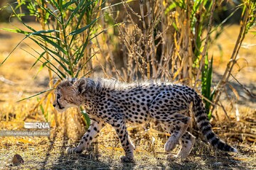 DOE official highlights role of science in species conservation