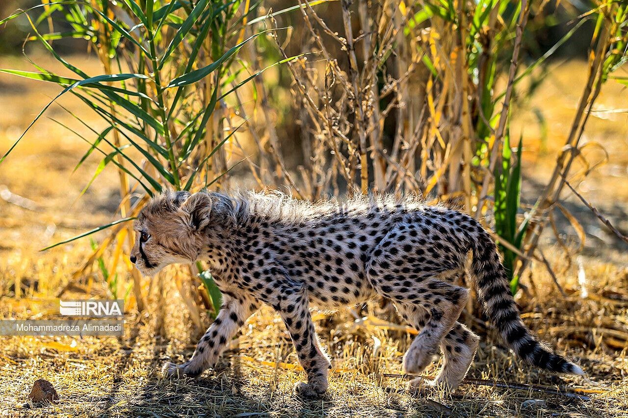 DOE official highlights role of science in species conservation