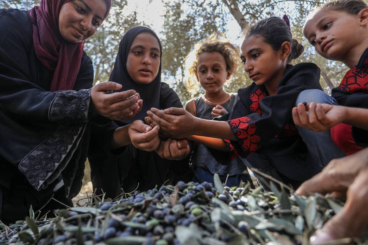 War has destroyed 75% of olive trees in Gaza