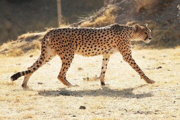 Iran to commemorate National Cheetah Day