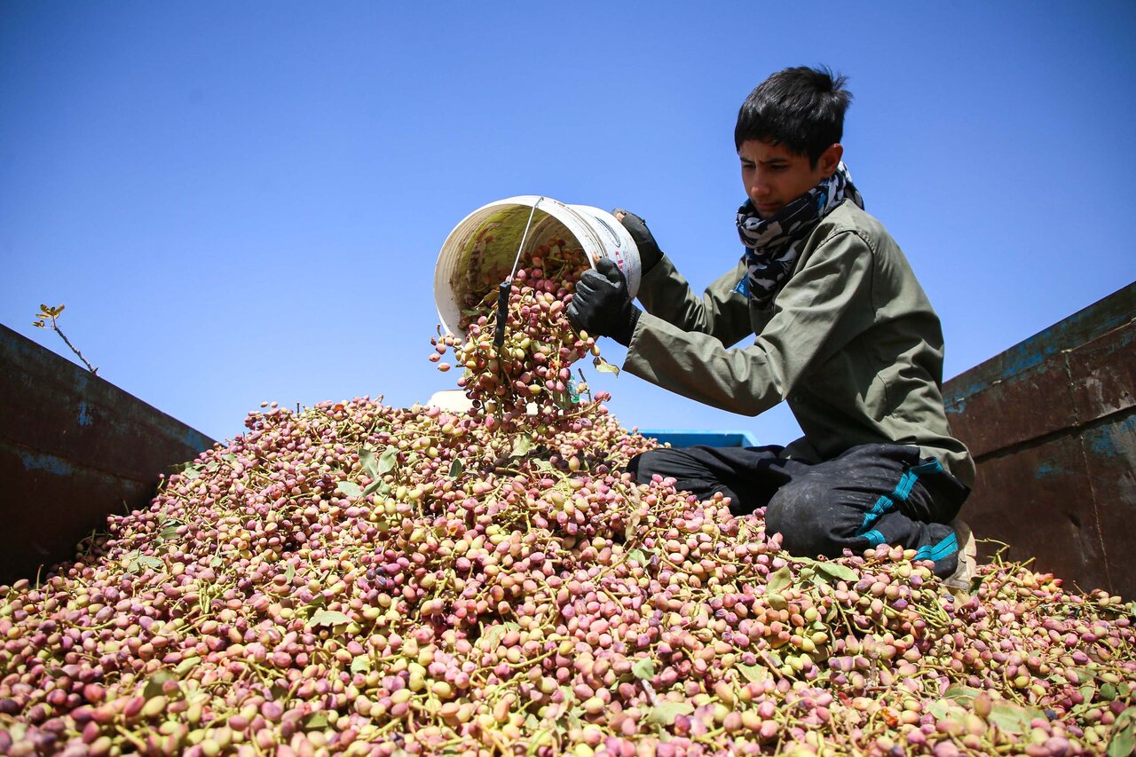 Pistachio harvest in northeastern Iran
