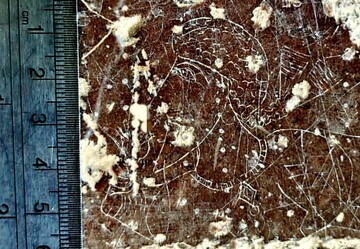 Rock carving of Sassanid ‘nobleman’ discovered in southern Iran