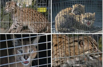 DOE launches working group to combat wildlife trafficking in cyberspace