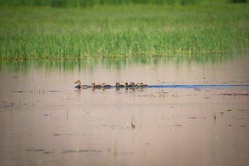 Chaharmahal-Bakhtiari 'a haven' for wintering migratory birds