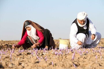 FAO, Mashhad University cooperate to improve saffron quality