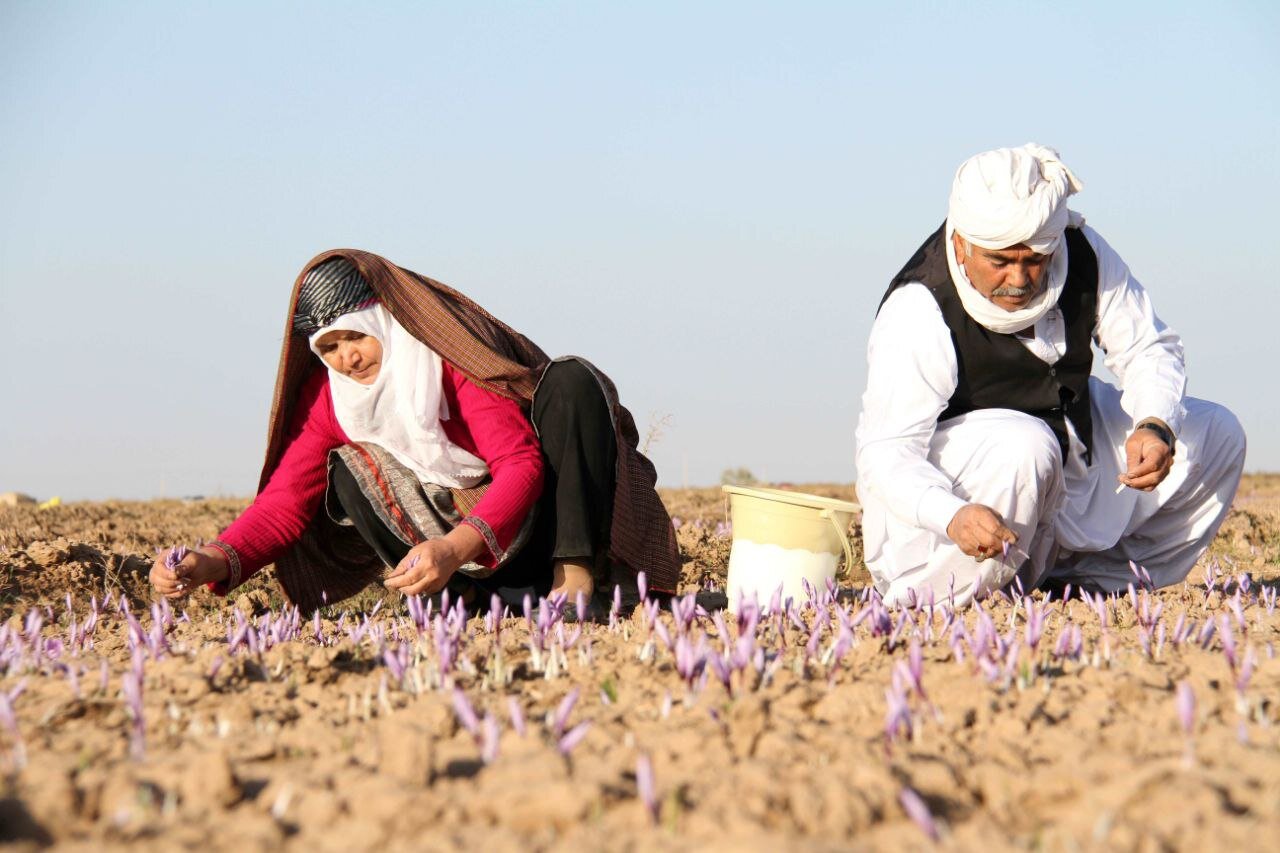 FAO, Mashhad University cooperate to improve saffron quality