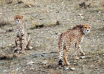 DOE restarts Asiatic cheetah preservation plan after 6 years halt