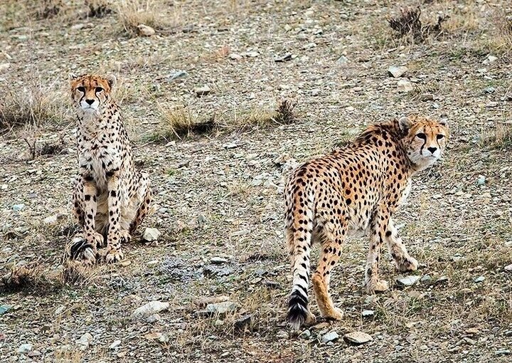 DOE restarts Asiatic cheetah preservation plan after 6 years halt