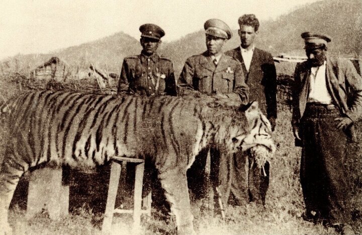 Met Museum’s tiny clay figurine reveals ancient origins of the mighty Hyrcanian tiger