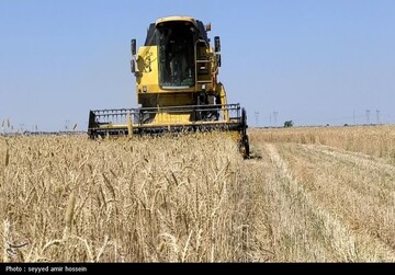 wheat
