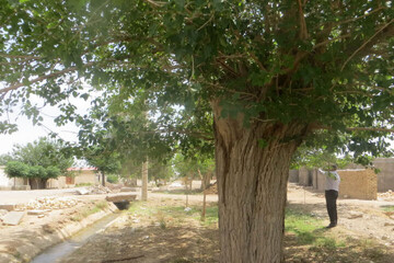 mulberry