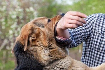Iran plans to eradicate rabies by 2030