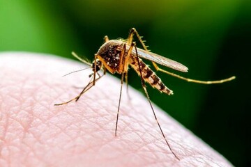 Some 500 cases of dengue reported in six months