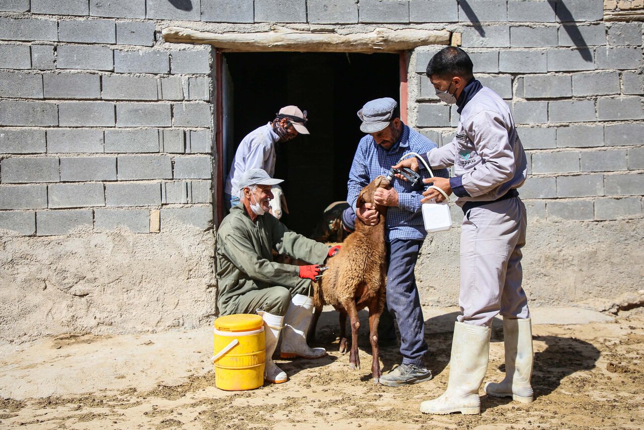 Volunteer vets vaccinate livestock in village