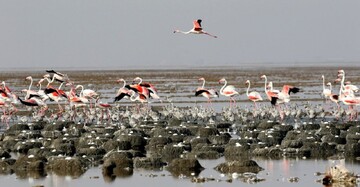 WBMD: create a world where birds, people thrive together
