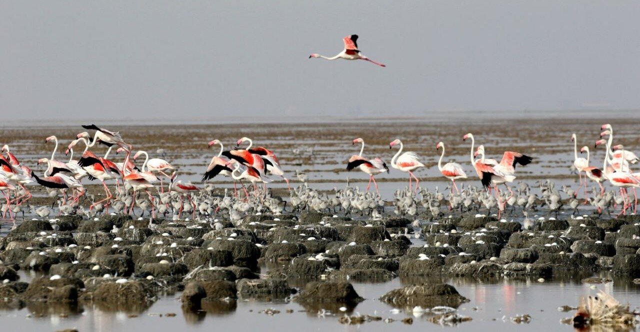 WBMD: create a world where birds, people thrive together