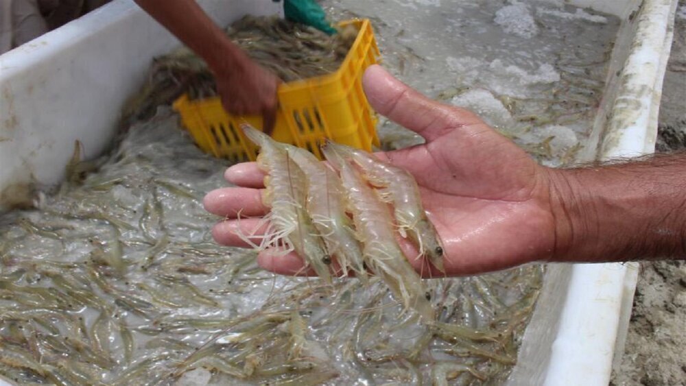 shrimp