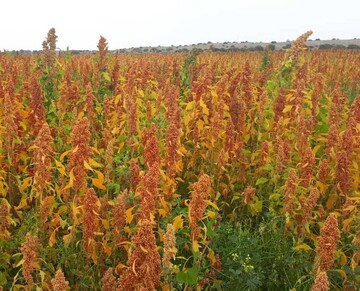 agriculture