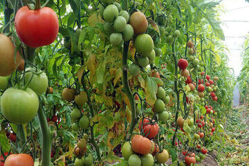 Iran ranks 79th globally in organic production