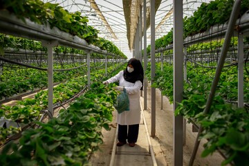 Growing strawberries supports women breadwinners