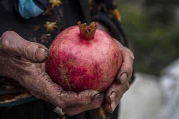 Where the pomegranate blooms: Its place in Iranian life