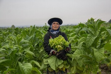 Golestan, a hub for tobacco cultivation