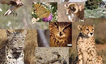 Iran to attend CITES COP20