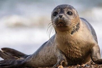 First center for Caspian seal conservation inaugurated