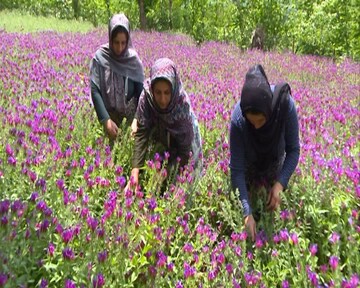 MP underscores conservation of native, endemic plant species