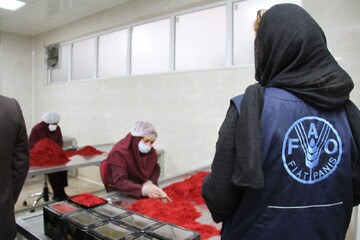 FAO, Iran take new step toward innovation and quality integrity in saffron value chain