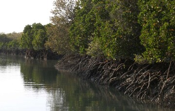 IUCN classifies Persian Gulf mangroves as ‘vulnerable’