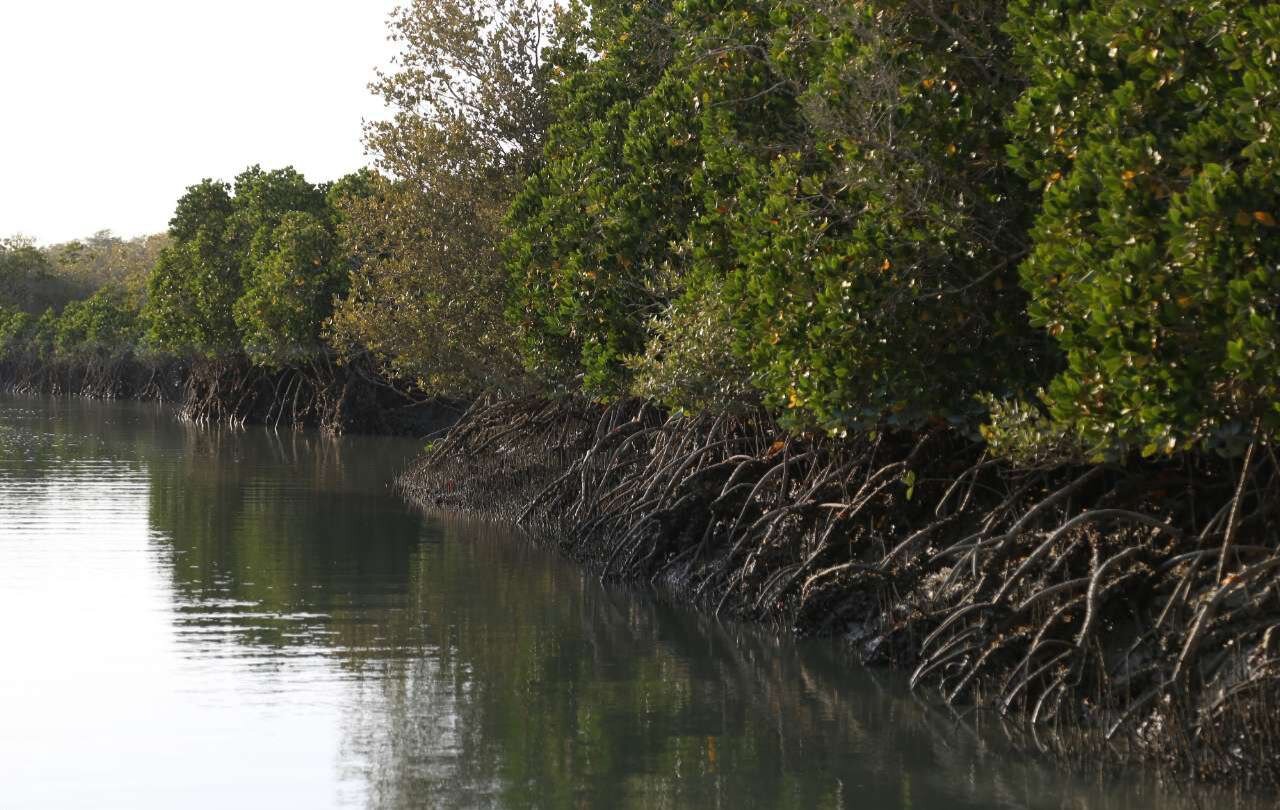 Image source - https://www.tehrantimes.com/news/521218/IUCN-classifies-Persian-Gulf-mangroves-as-vulnerable