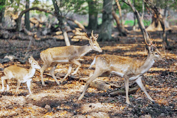 Dasht-e Naz, a haven for Persian yellow deer
