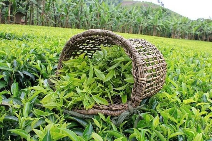 tea export