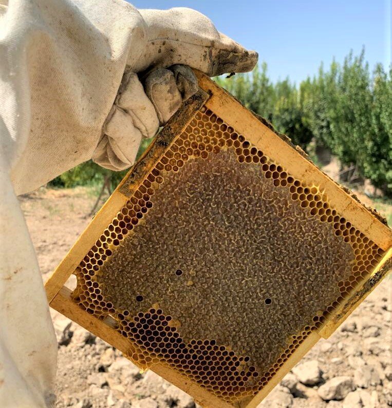There are 10.2 million honey bee colonies in 86,088 apiaries in Iran