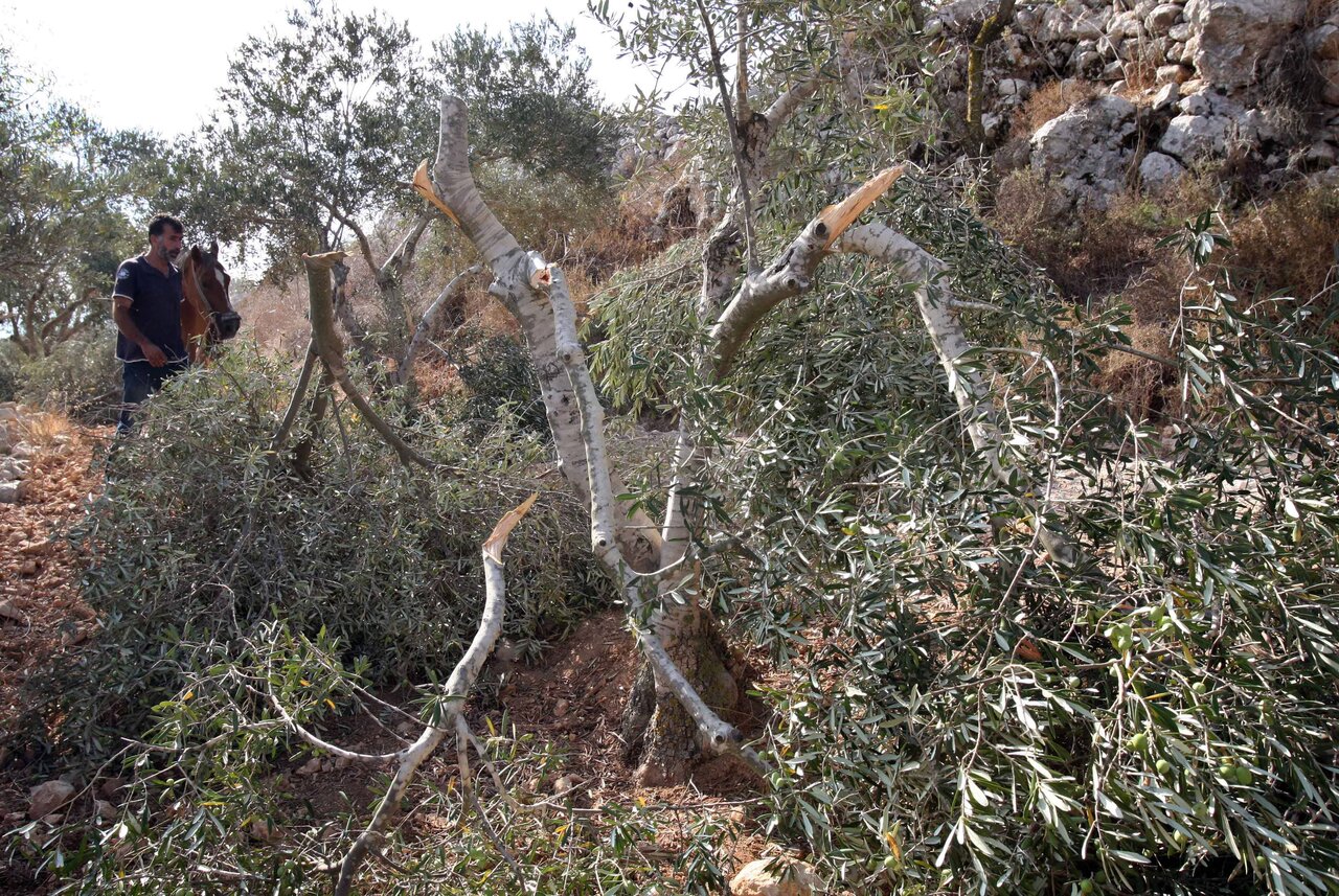 Olive trees cut down by settlers in the occupied West Bank (File)