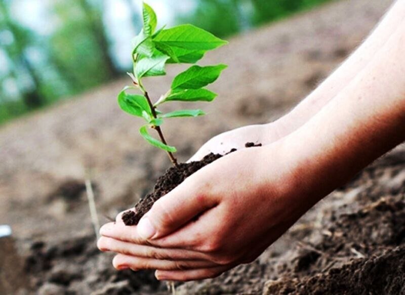 Over 33,000 saplings to be planted in Tehran national park