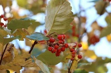 Comprehensive plan developed to preserve luristanica Sorbus
