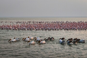 White pelicans back to Caspian Sea coasts