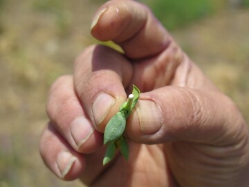 Study restarts on herbal plant use among nomads of Alborz range