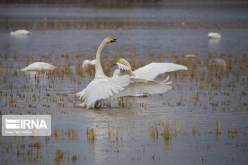 DOE holds conference on Intl. Wetlands Day  