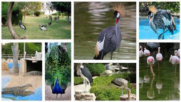 Kish Island home to 230 bird species