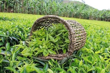 Tea export