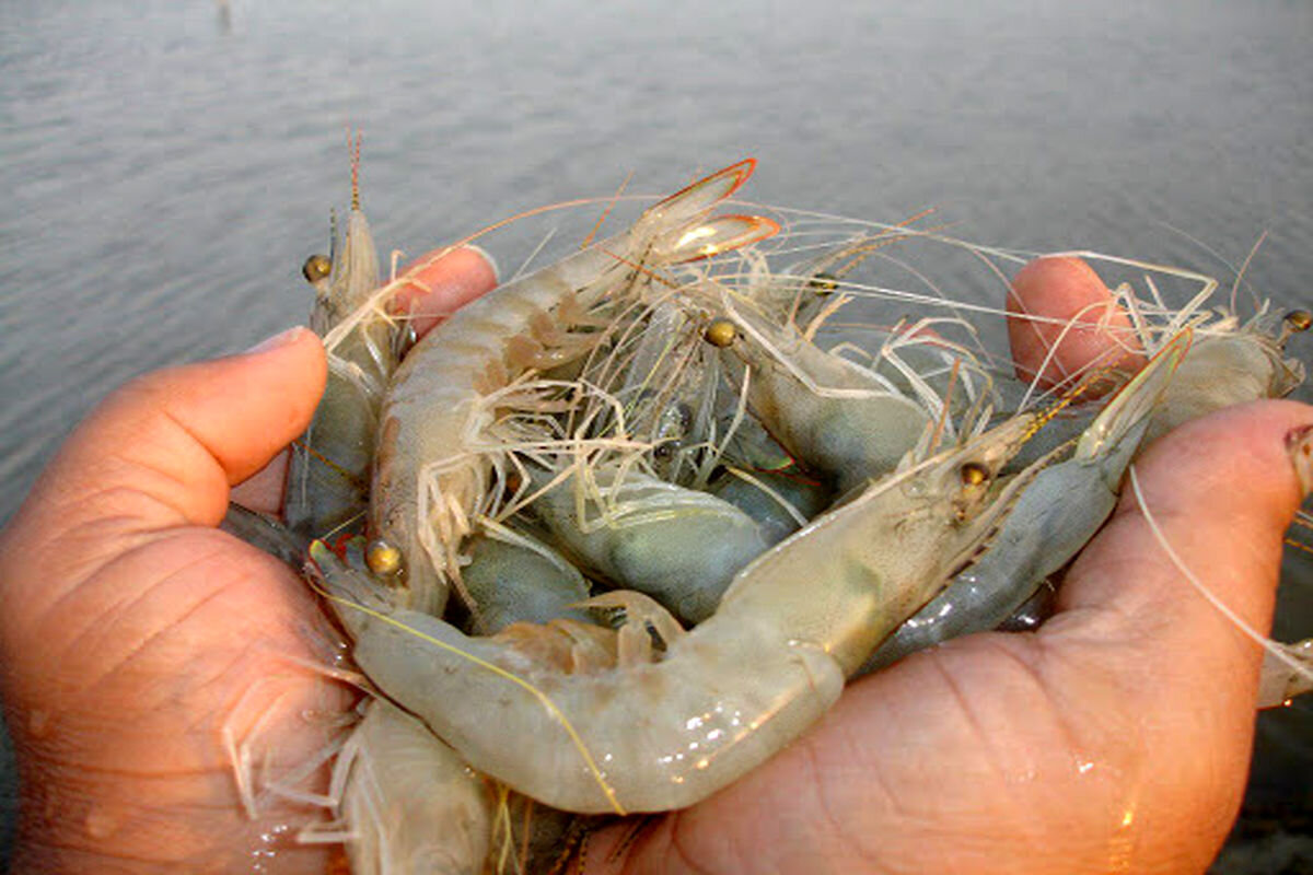 Farmed shrimp output rises 37% to over 62,000 tons