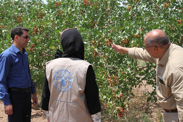FAO’s solutions help pistachio growers deal with predicaments