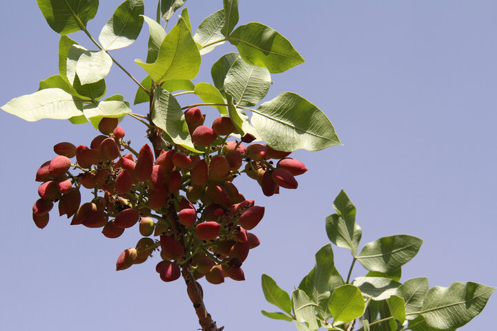 FAO’s solutions help pistachio growers deal with predicaments
